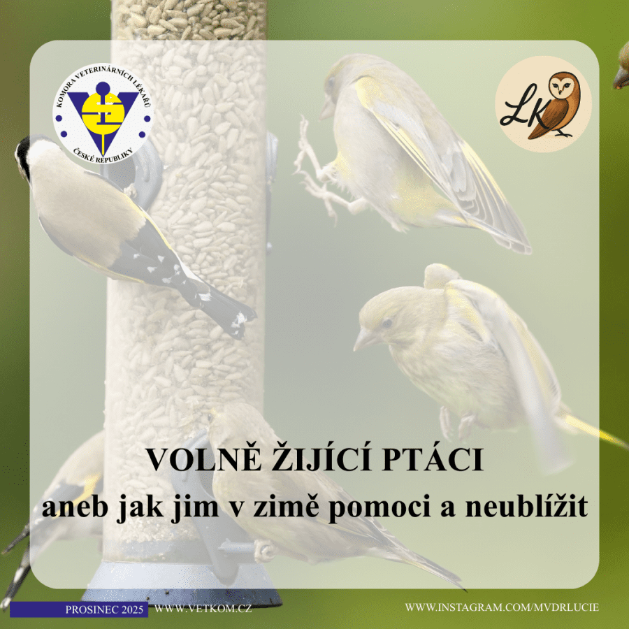 2025-12-08-01. jak krmit ptáky v zimě.png